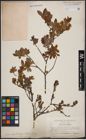 Foto von Salix aurita L. x Salix myrtilloides L.